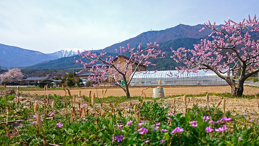 豊里地区の開拓記念碑の横の桃の花