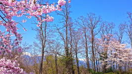 ビレッジ安曇野第二駐車場から見る桜と新緑と北アルプス