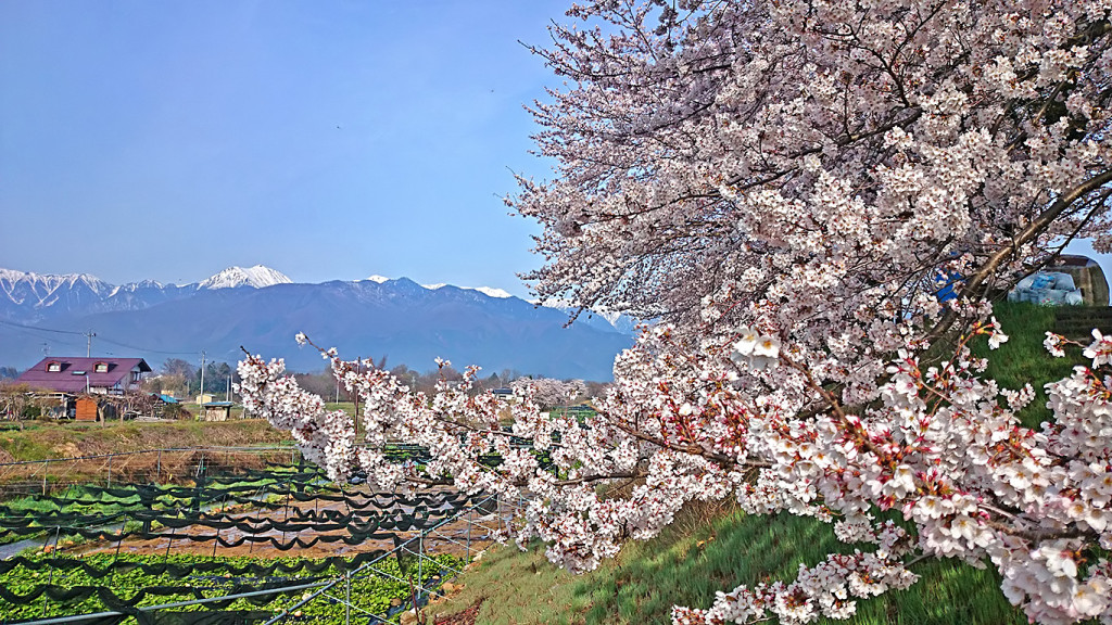 わさび田と桜と常念岳
