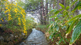 油川沿いに咲くヤマブキの花と雨に濡れる新緑