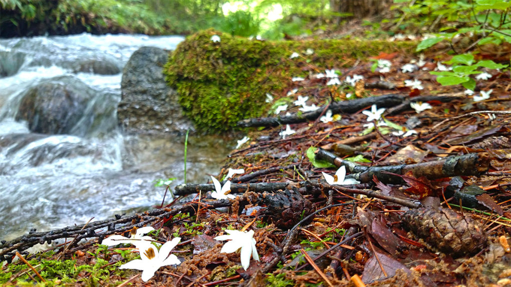 川べりに散るエゴノキの白い花