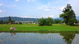 小学生の田んぼの畔での道草風景