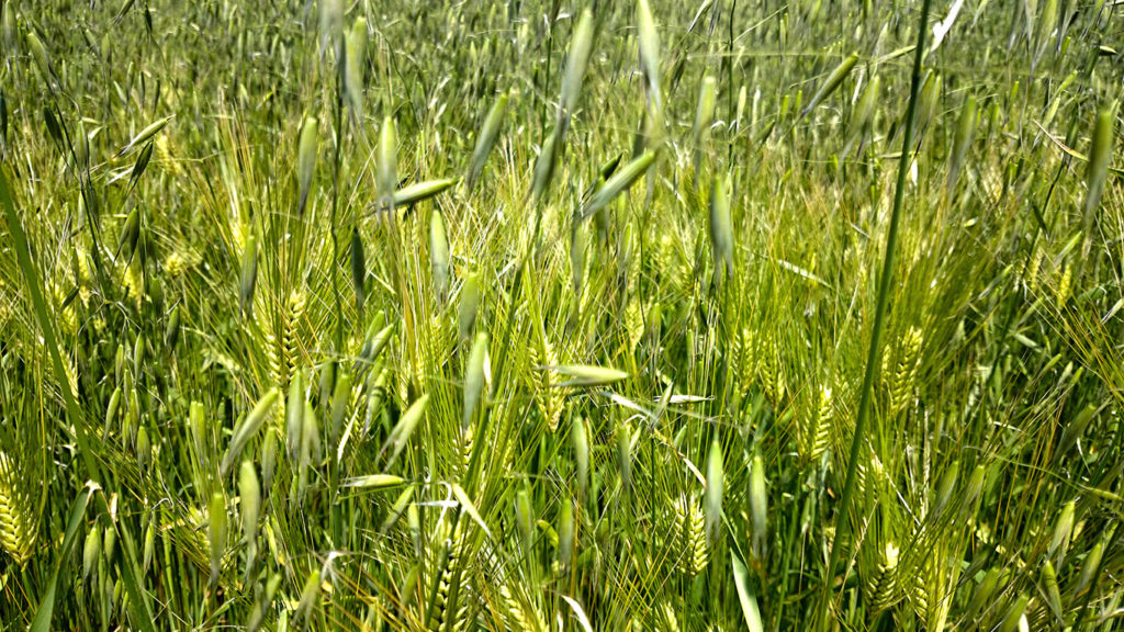 カラス麦に侵入された大麦畑