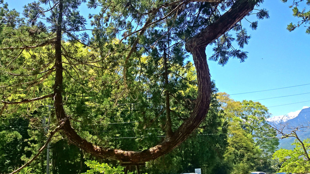 仁科神明宮　杉の大木