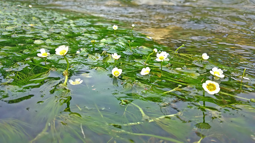 咲き始めた梅花藻の花