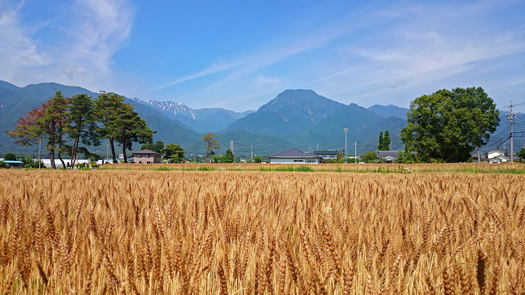 麦秋の小麦畑と有明山