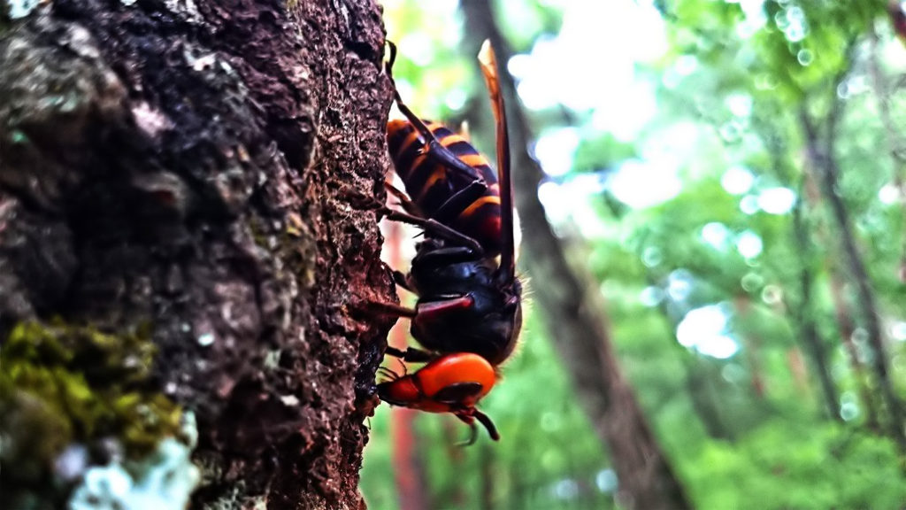 クヌギの木で樹液を吸うオオスズメバチ