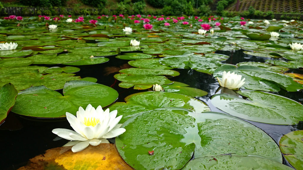 室山池の睡蓮の白い花
