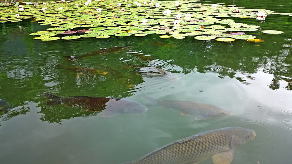 室山池の睡蓮の間を泳ぐ鯉