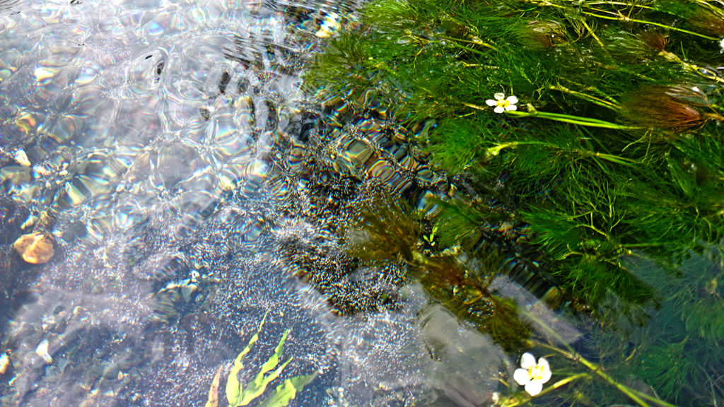 水面から水中に咲く梅花藻の花が普通に撮れてしまう透明度が高い安曇野わさび田湧水群公園の水