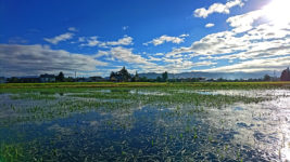 調整水田の水草と秋っぽい感じのする空