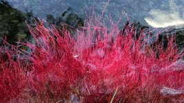 安曇野さわび田湧水群公園のショッキングピンクの柳の根