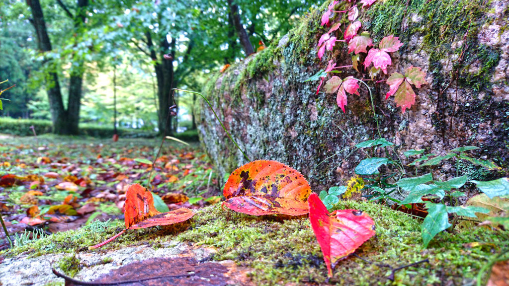 ツタの紅葉と落葉した桜の葉　鐘の鳴る丘集会所