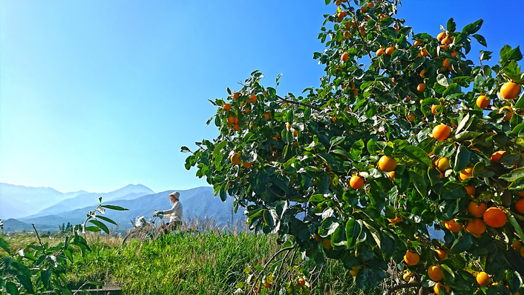 常念岳を背景に色づいてきた柿の実と自転車