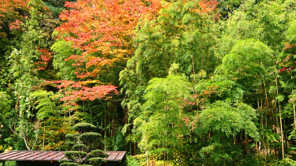 満願寺　カエデの紅葉と竹林