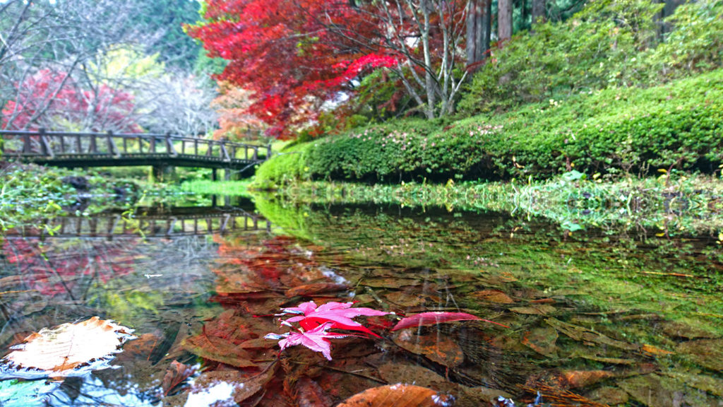 満願寺　水面に浮く紅葉したカエデの落葉