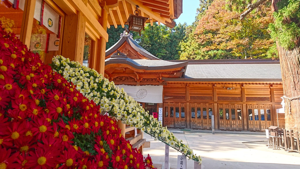 穂高神社神楽殿横の菊の花