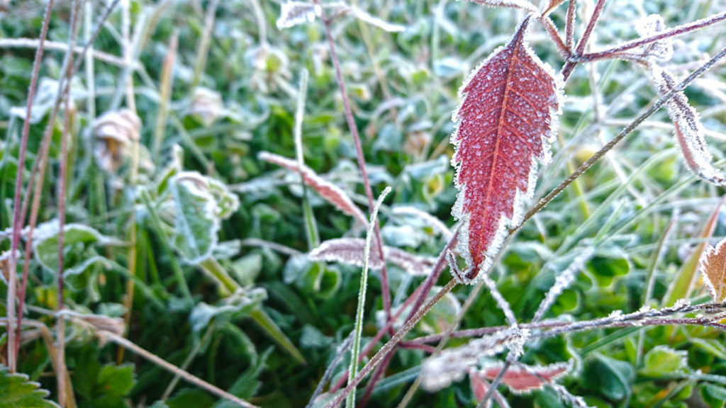 紅葉したアメリカセンダングサの葉につく霜
