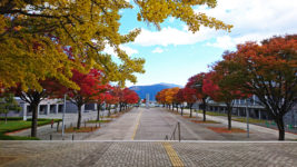 松本市総合体育館とキッセイ文化ホールの間の紅葉