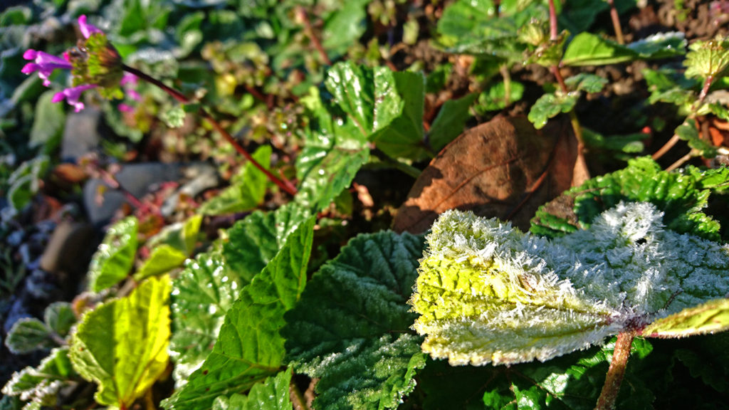 霜とホトケノザの花