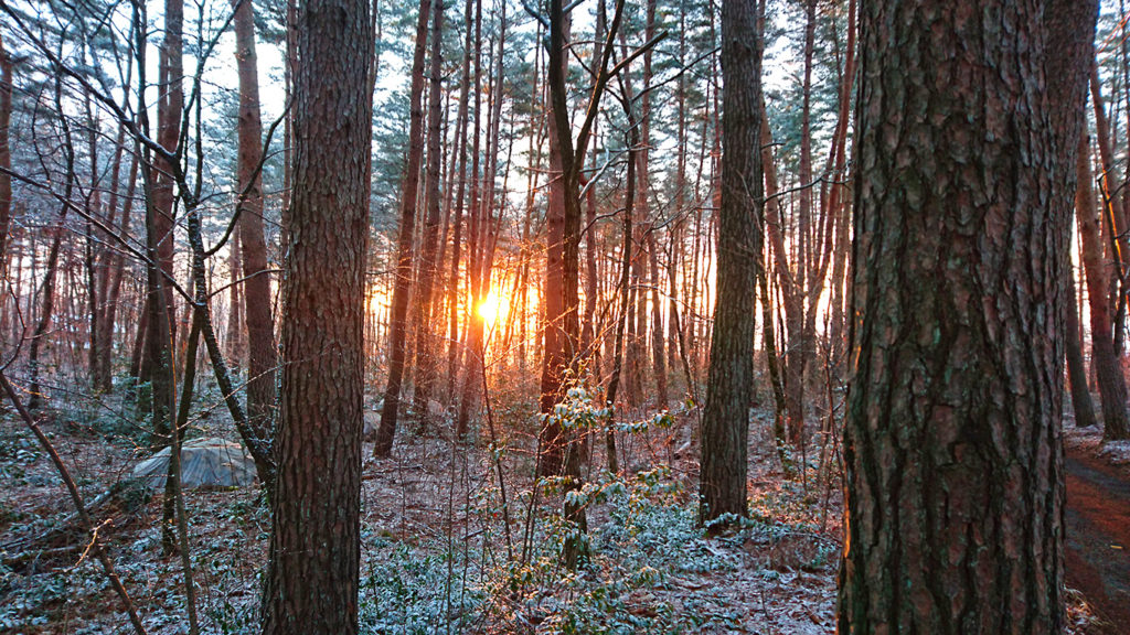 雪化粧した林の中に差し込む日の出頃の朝日