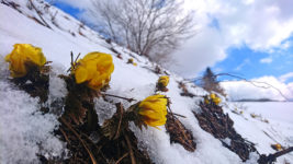 雪の中から顔を出すフクジュソウの花１