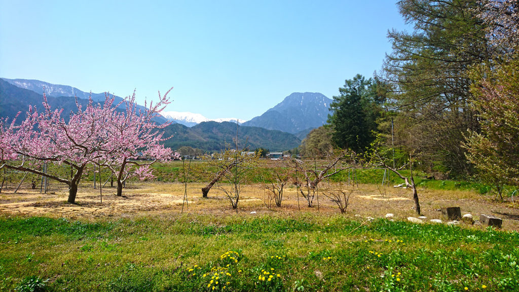 桃の花と有明山