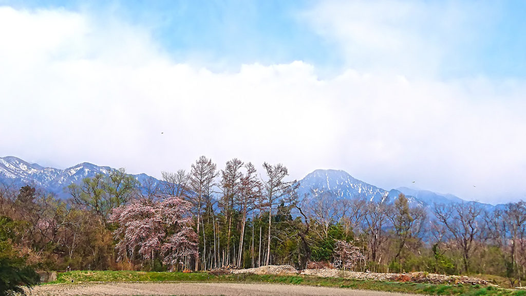 咲き始めた桜と有明山