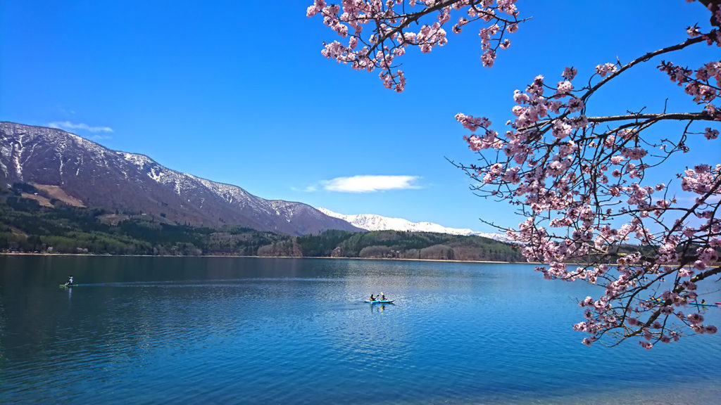 春の青木湖と桜１