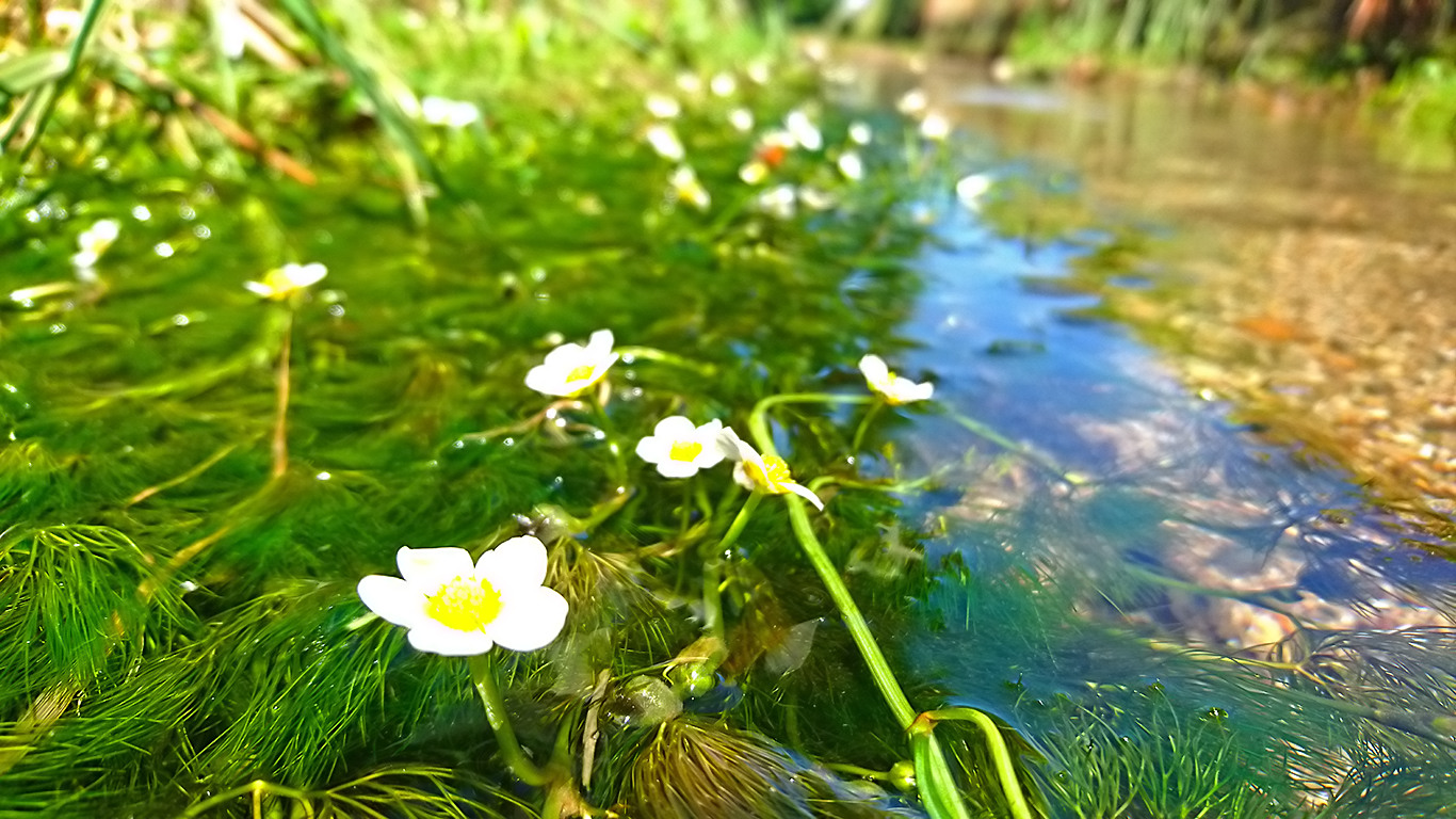 用水路の梅花藻の花と木崎湖畔 ほっこり安曇野案内