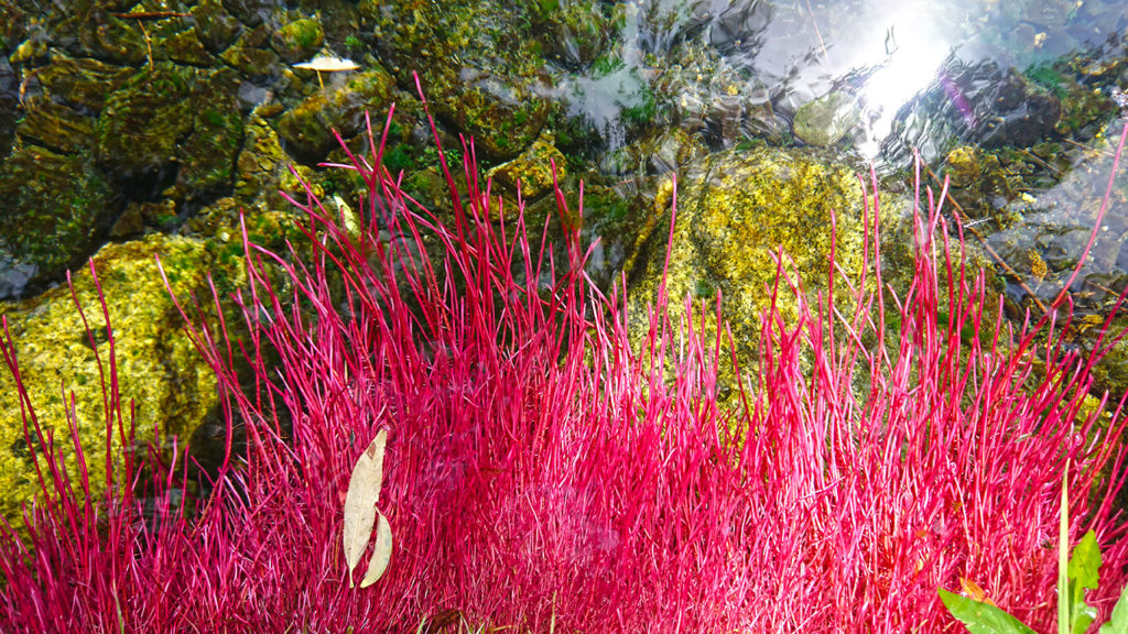 安曇野わさび田湧水群公園のショッキングピンクの柳の根
