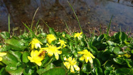 リュウキンカの花とミツバチ