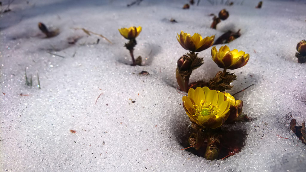雪の中から顔を出す福寿草の花