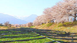 わさび田と桜と有明山