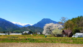 有明山と桜