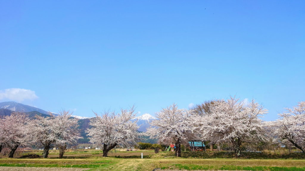 常念岳と桜