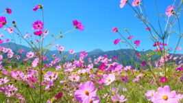 コスモスの花と常念岳
