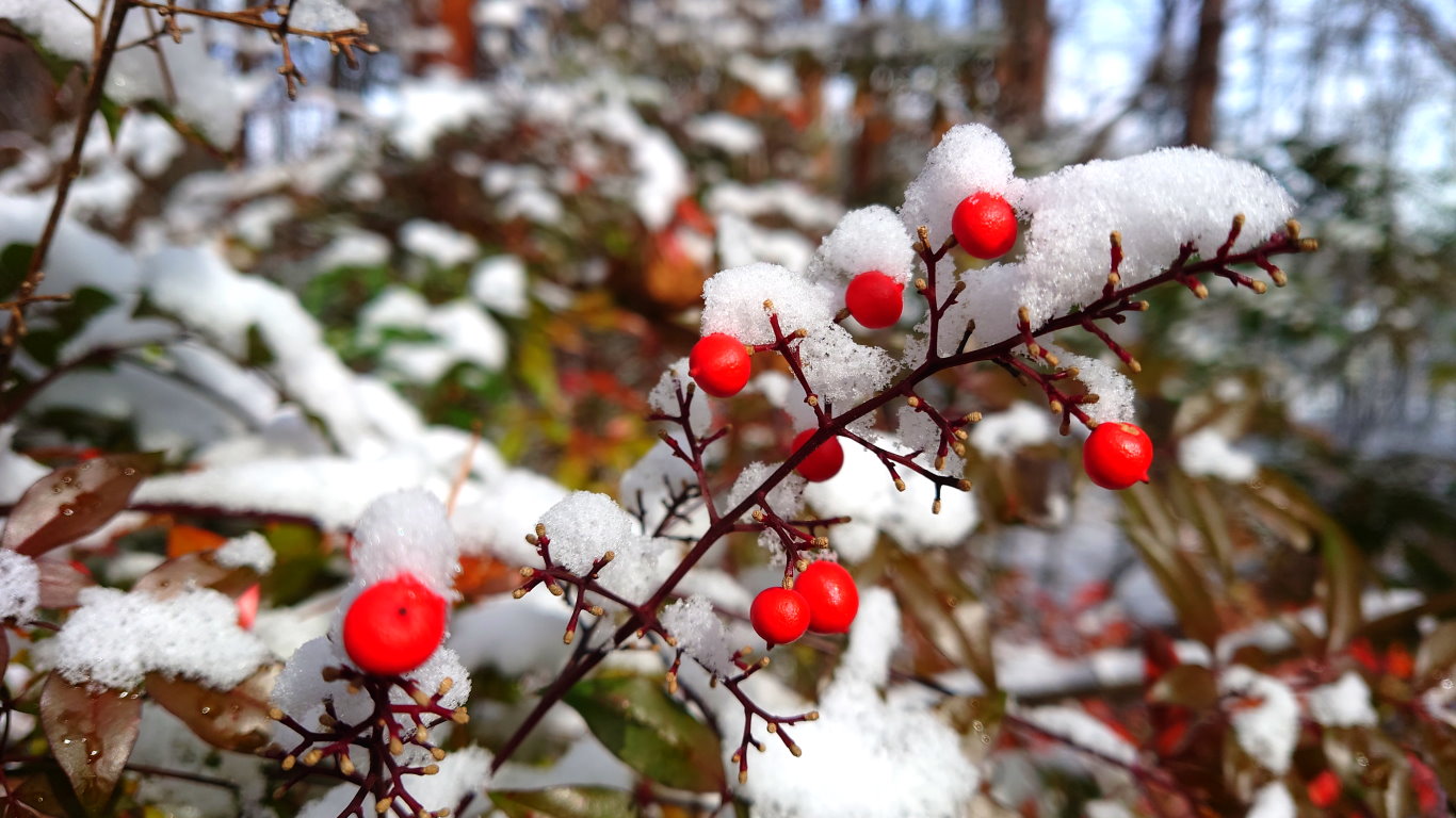 南天の赤い実と雪