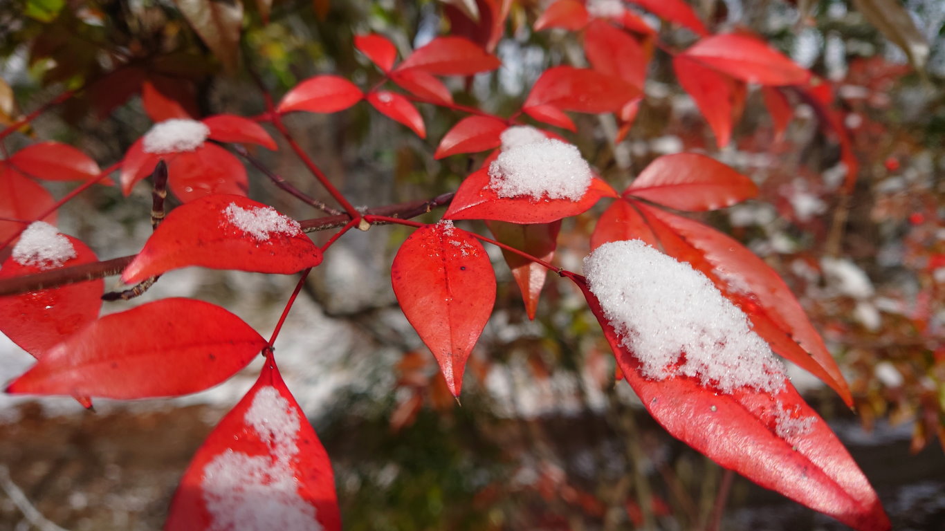 南天の赤い葉と雪