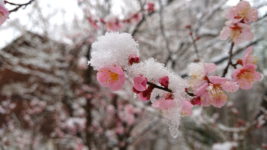 雪を被った梅の花