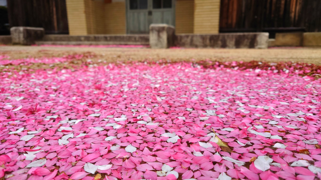 新屋公民館の水たまりを覆う花桃の花びら4