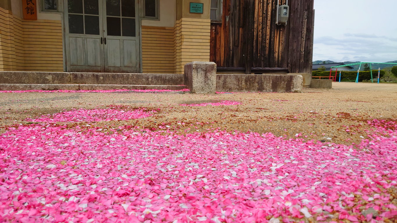 新屋公民館の水たまりを覆う花桃の花びら1