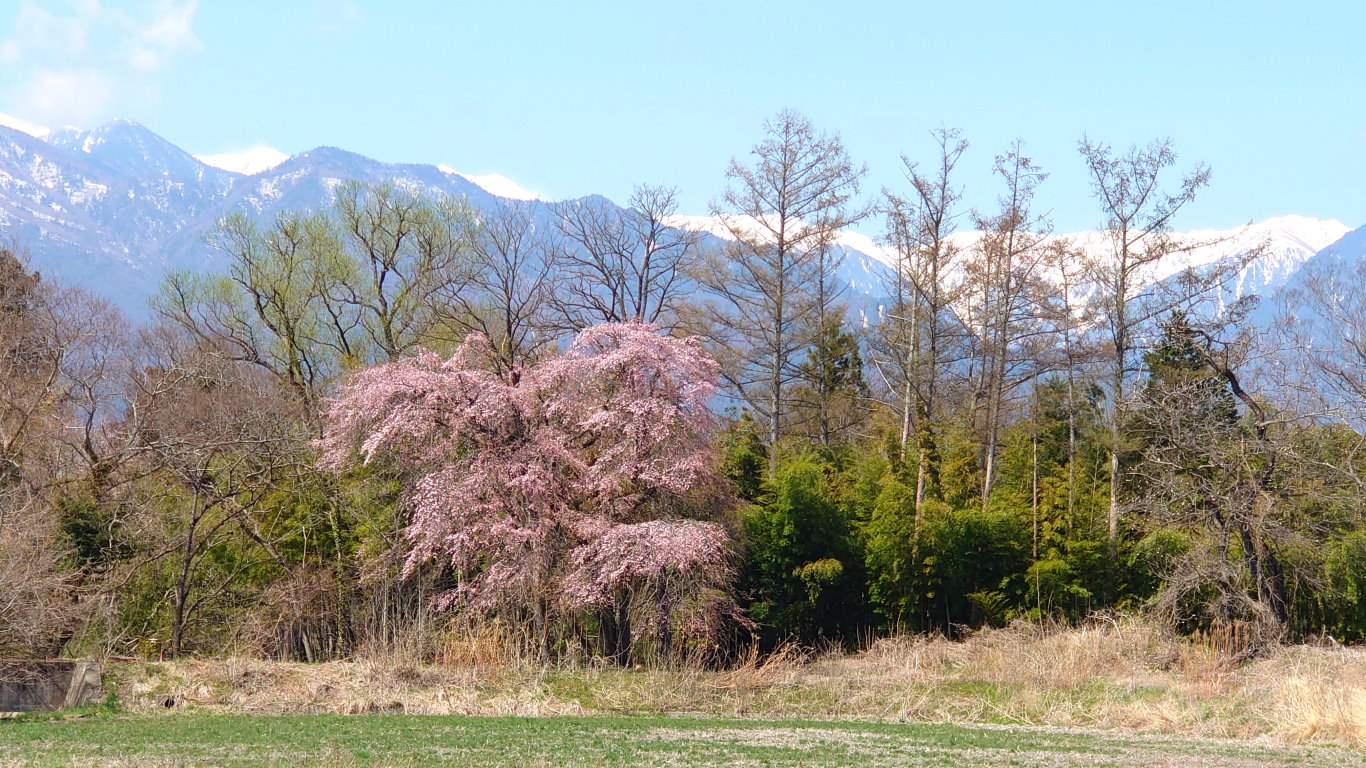 新緑と山と一本桜