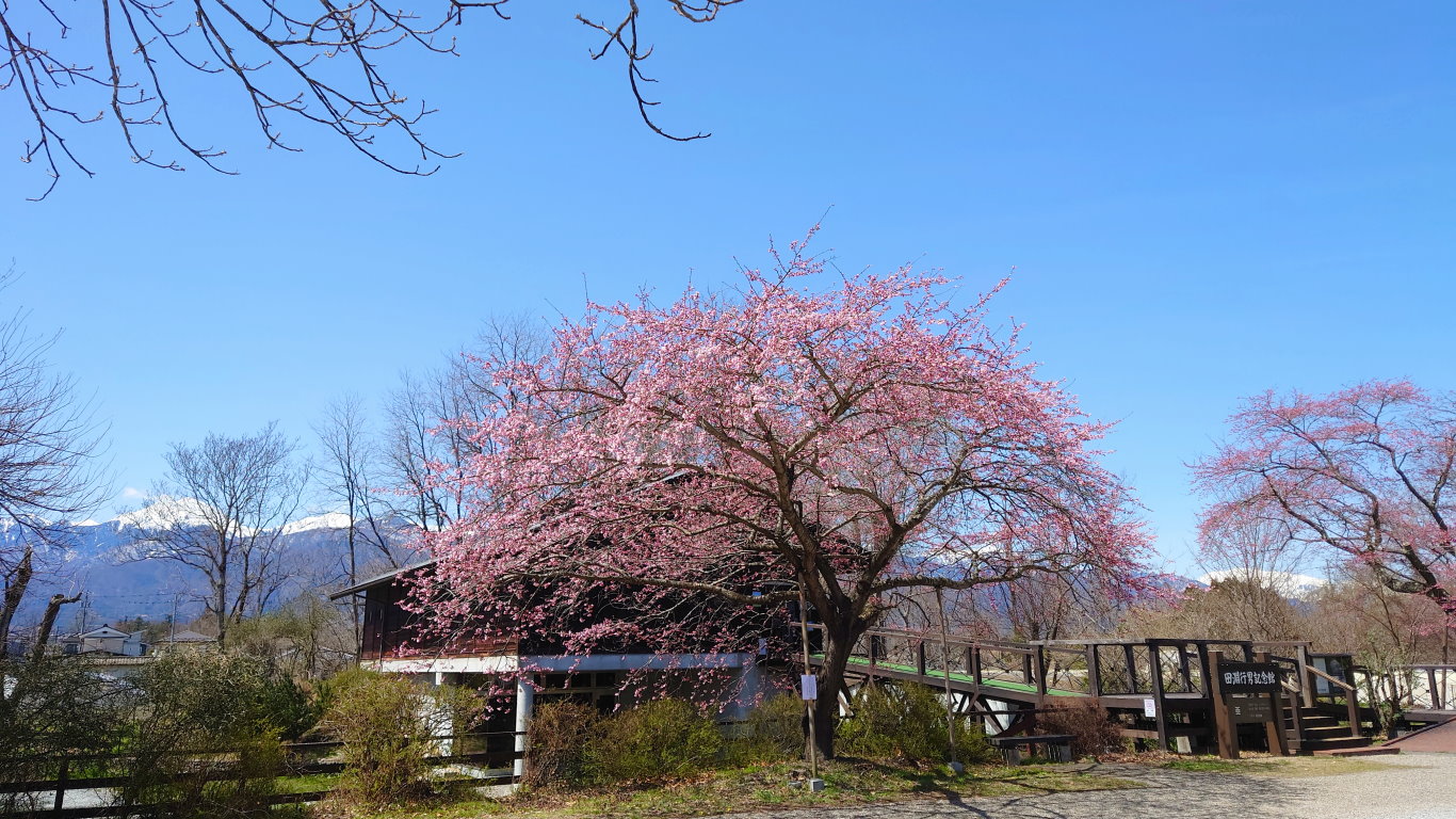 田淵行男記念館の桜