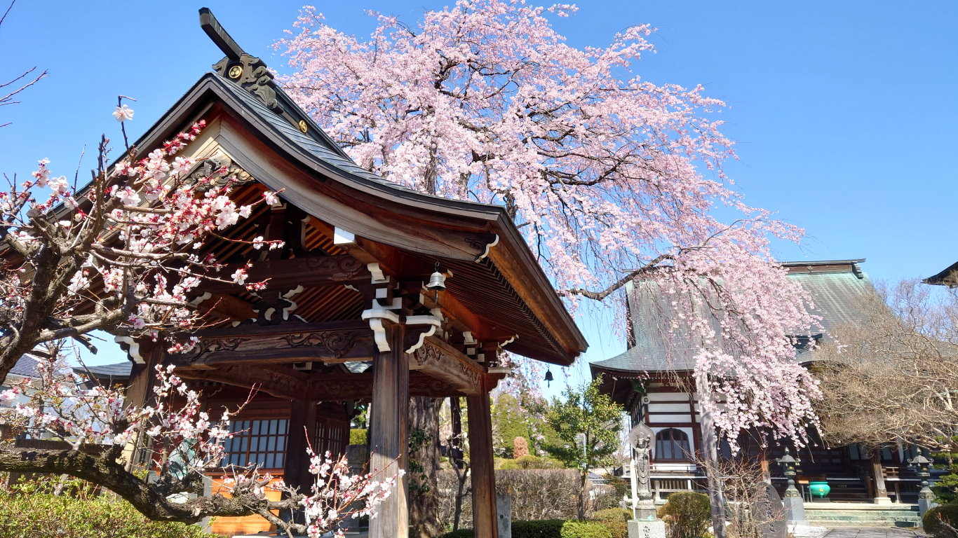東光寺の桜と梅の花