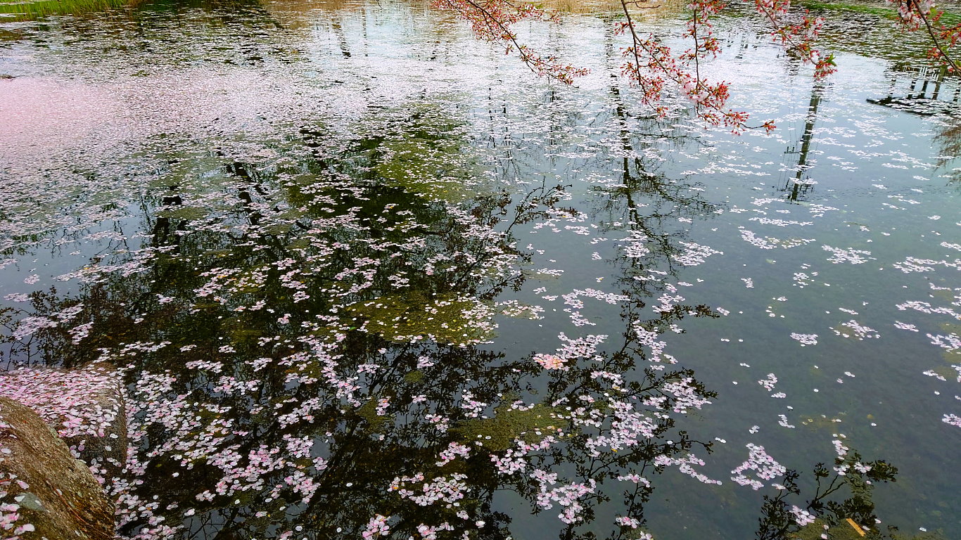 安曇野湧水群公園の水面に浮く桜の花びら