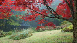 満願寺の霧と紅葉とススキ