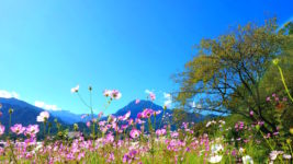 コスモスの花と有明山